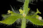 Piedmont bedstraw